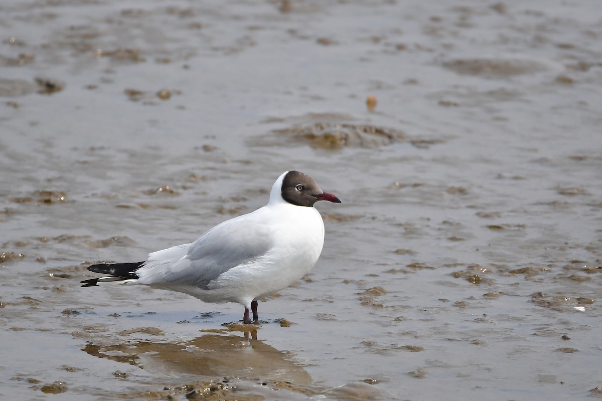 Бор толгойт цахлай - ML644304252