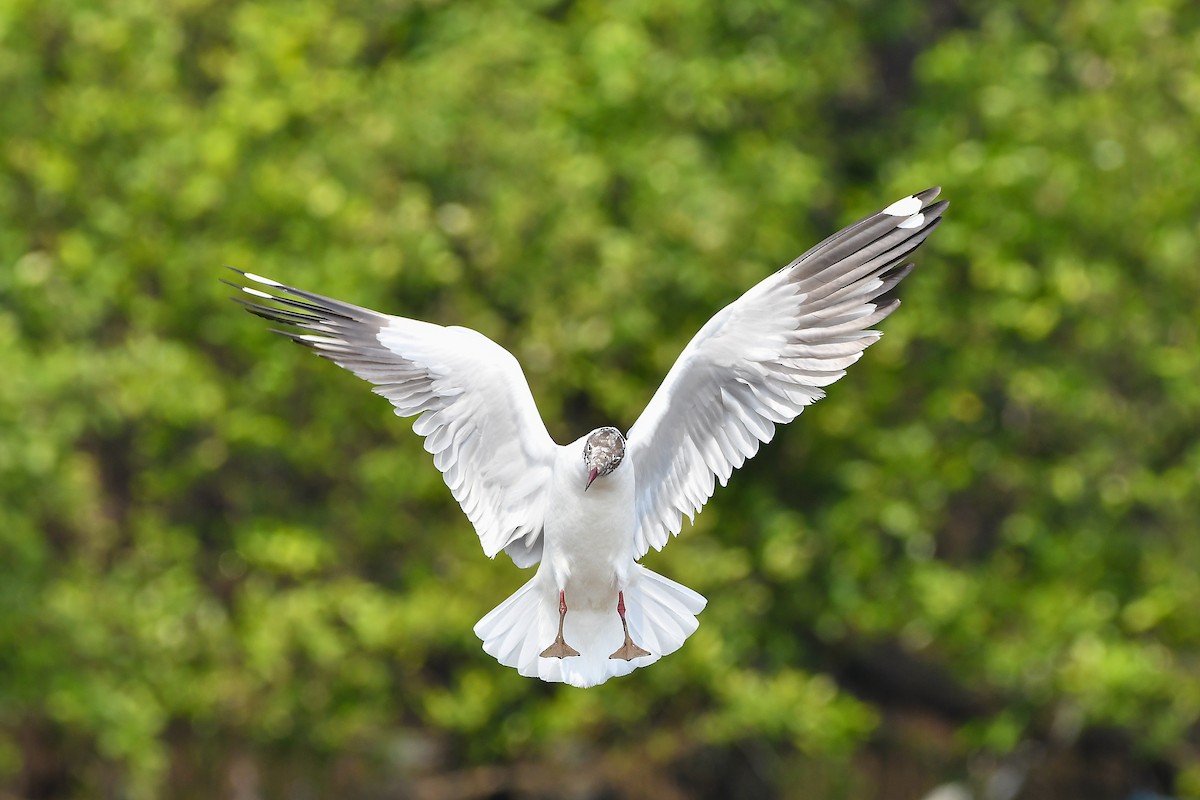 Бор толгойт цахлай - ML644304253