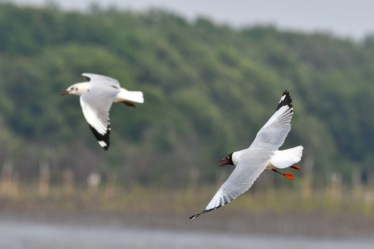 Бор толгойт цахлай - ML644304254