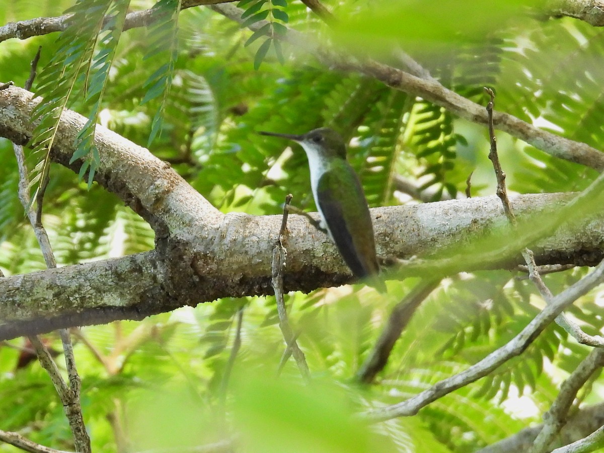 White-bellied Emerald - ML644304259