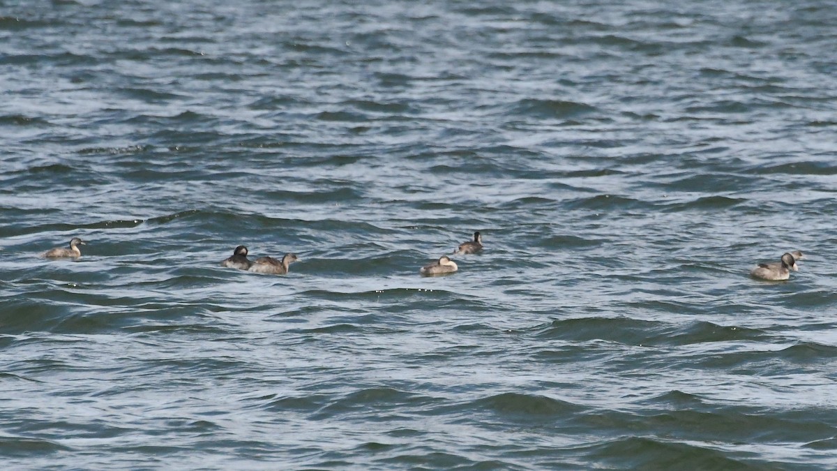 Zampullín Canoso - ML644304261
