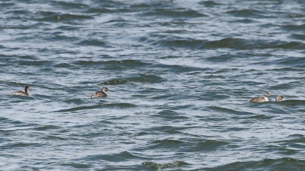 Zampullín Canoso - ML644304265