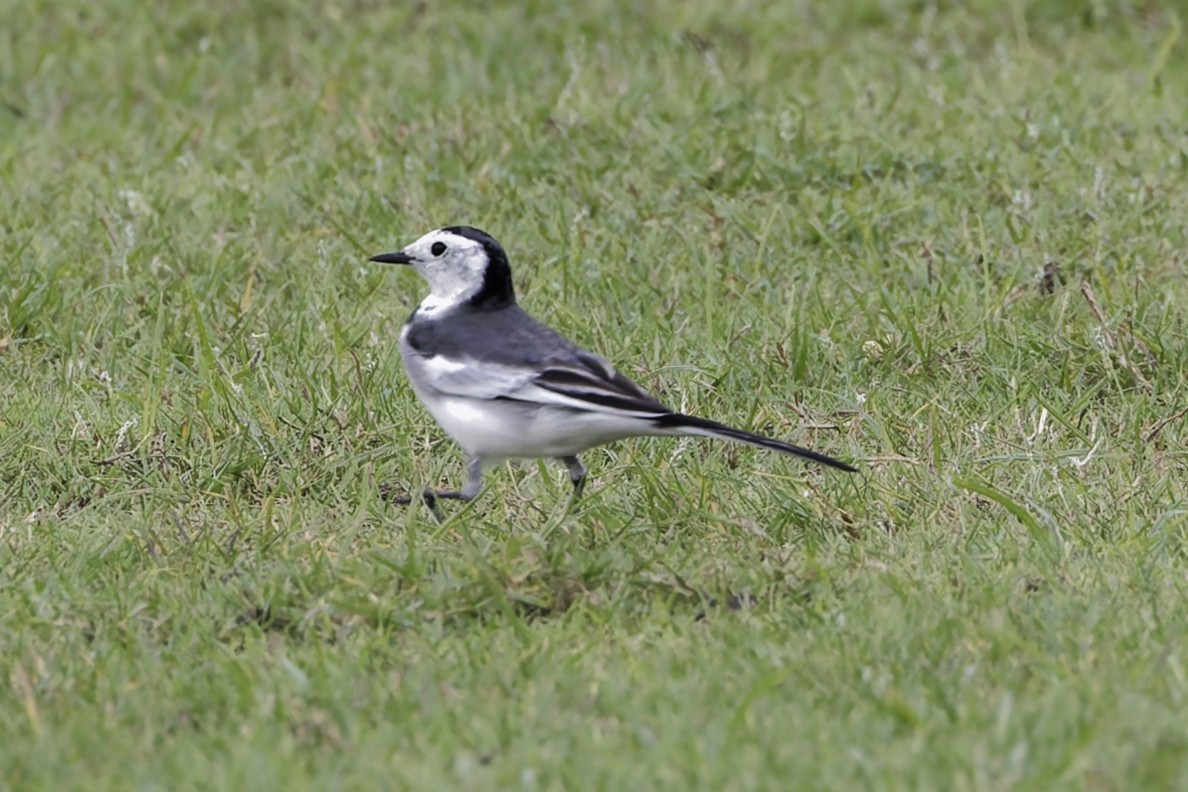 Lavandera Blanca - ML644304267