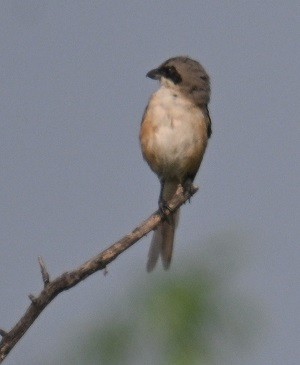 Alcaudón Schach - ML644304269