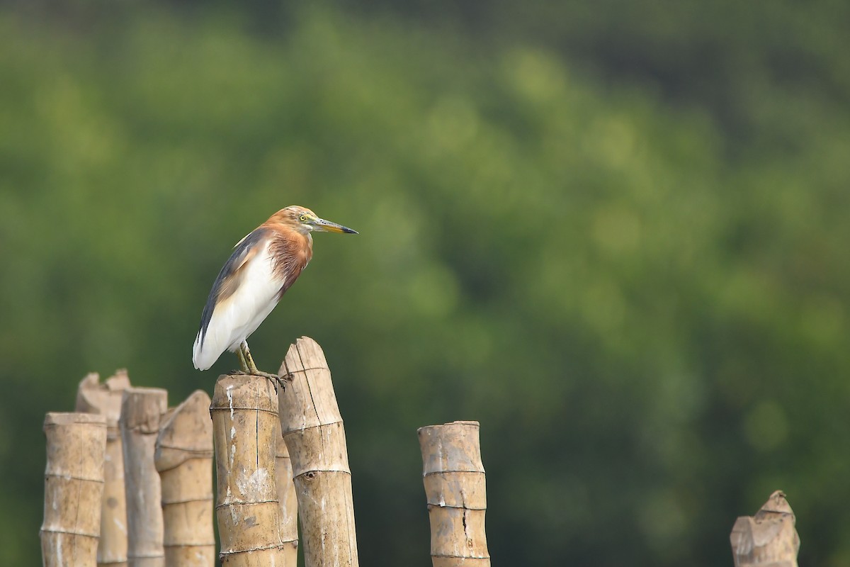 Javan Pond-Heron - ML644304270