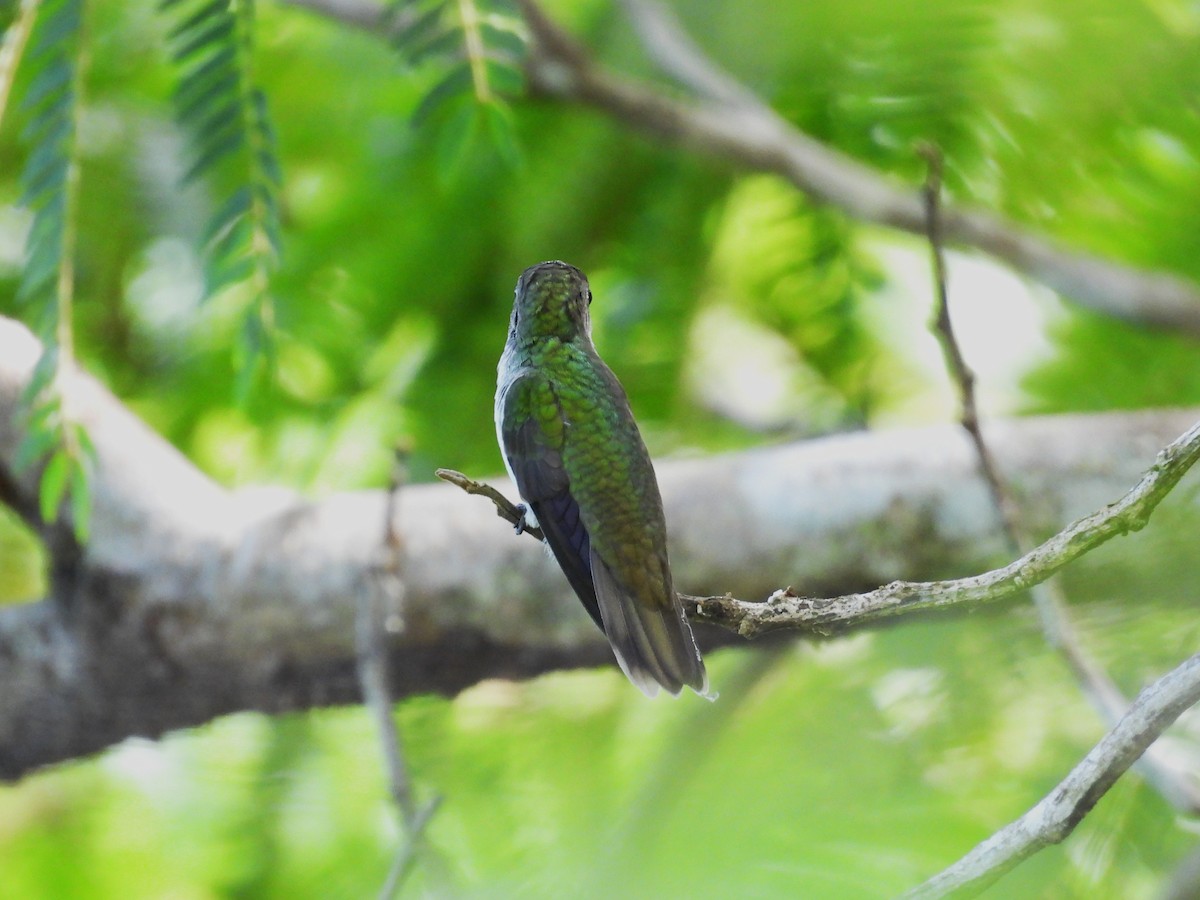 White-bellied Emerald - ML644304274