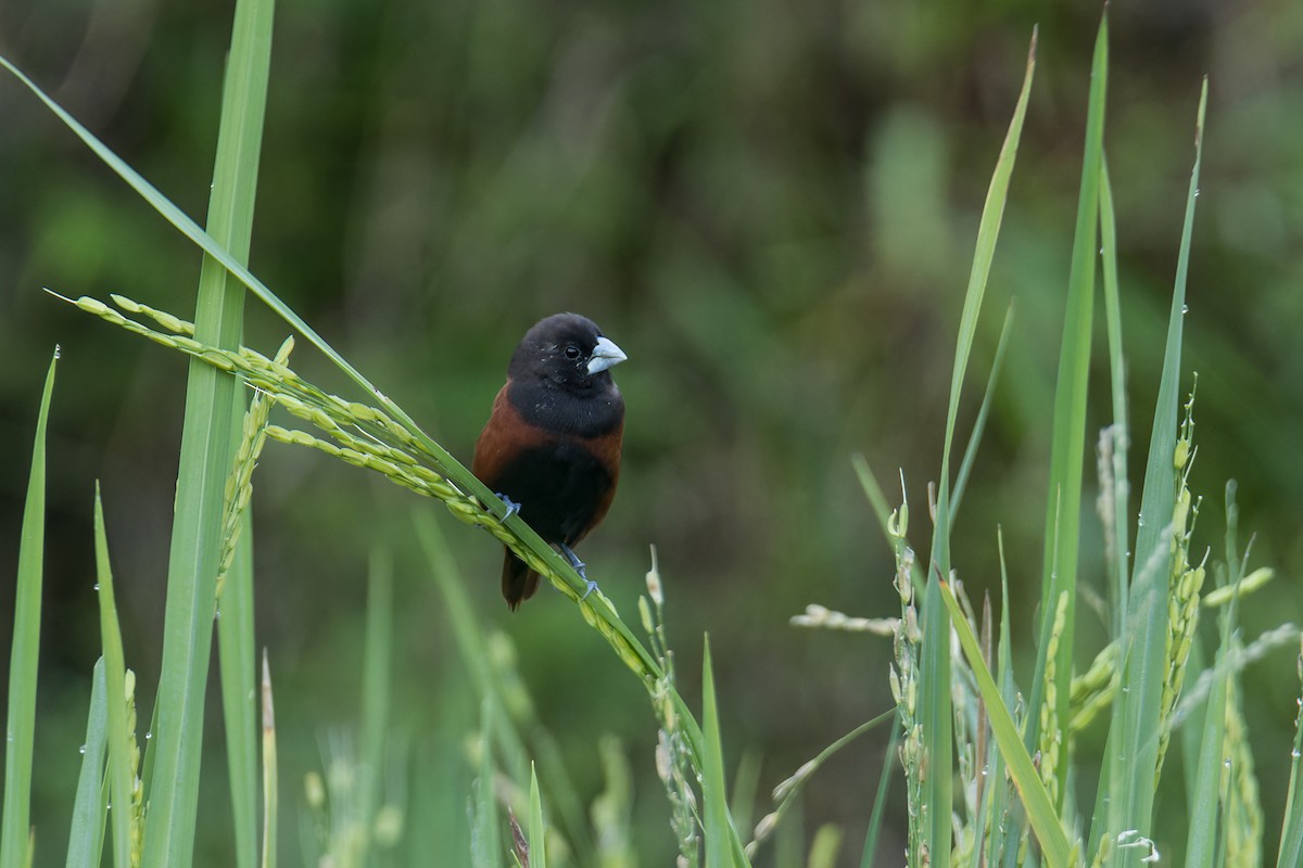 Chestnut Munia (Chestnut) - ML644304279