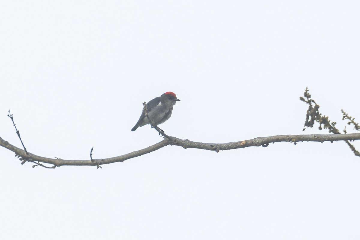 Dicée à tête rouge - ML644304294