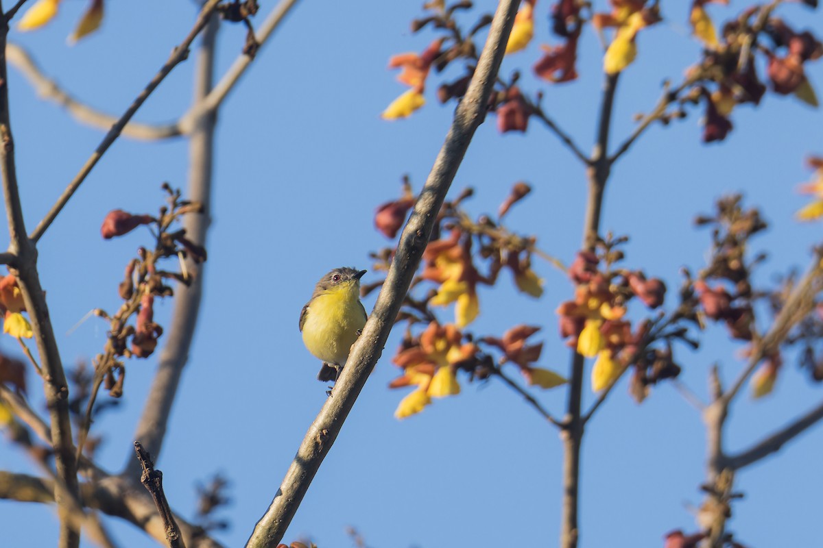 Gérygone soufrée - ML644304298