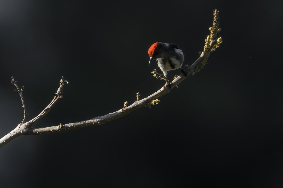 Dicée à tête rouge - ML644304302