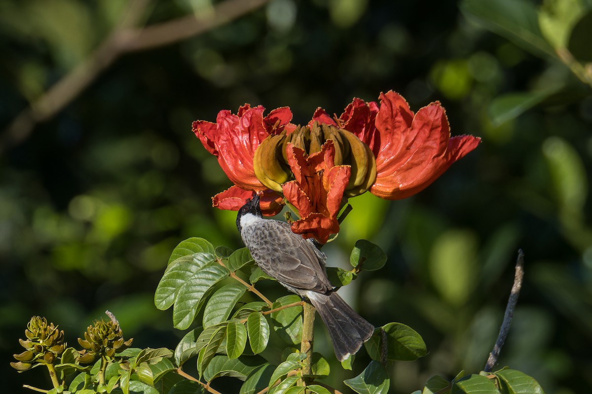 Sooty-headed Bulbul - ML644304304