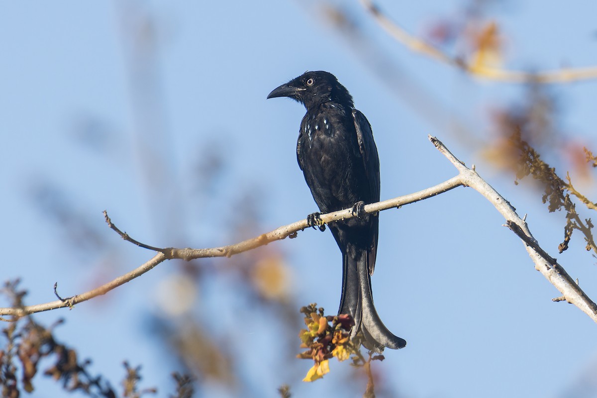 Hair-crested Drongo (White-eyed) - ML644304305