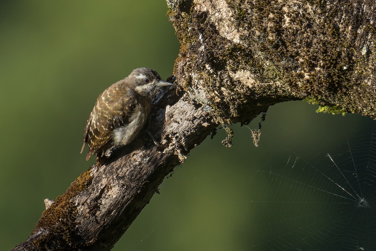 Sulawesi Pygmy Woodpecker - ML644304307