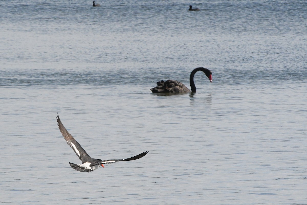 Pied Oystercatcher - ML644304309