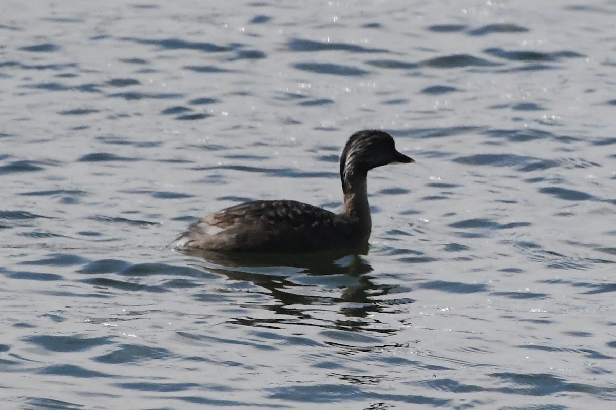 Hoary-headed Grebe - ML644304311