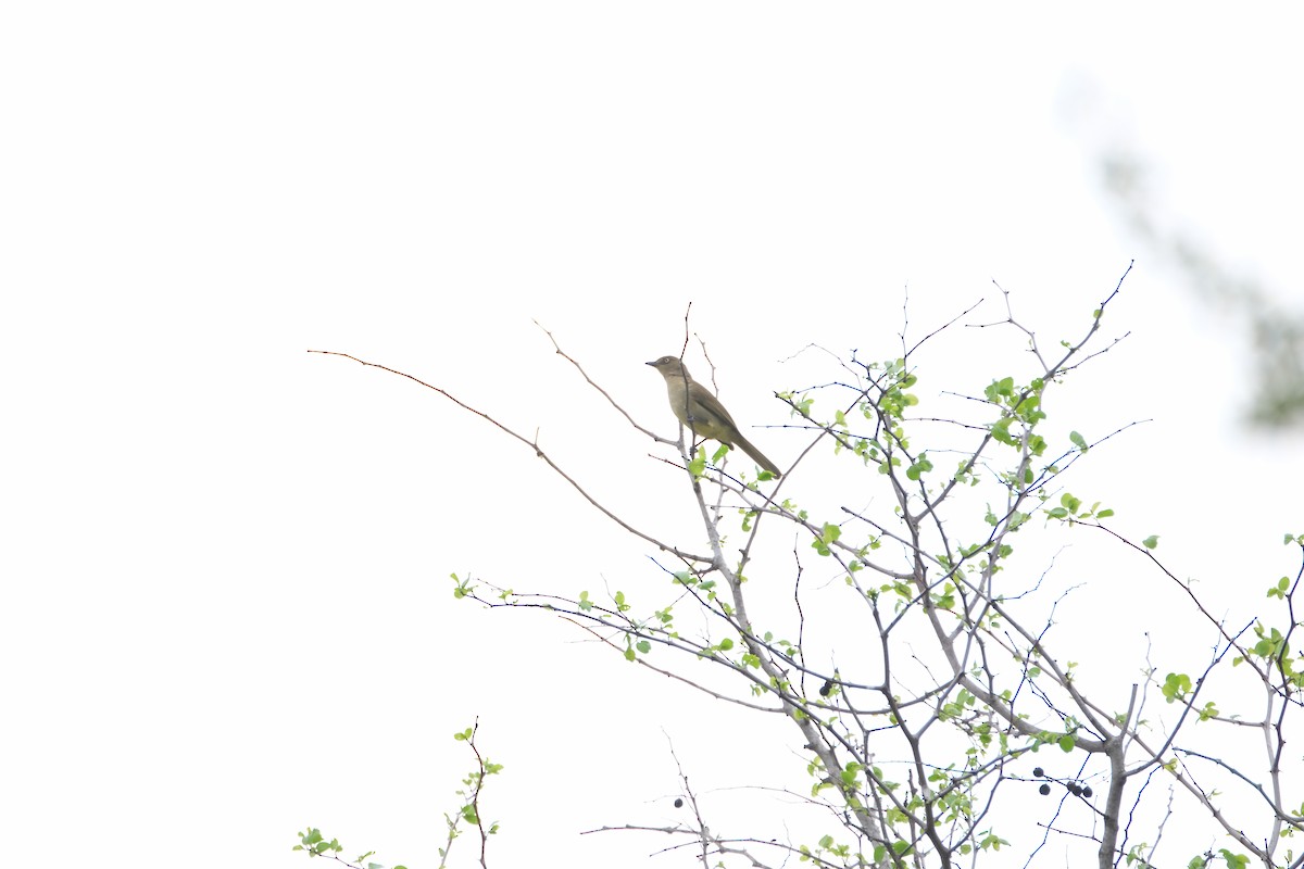 Sombre Greenbul - ML644304312