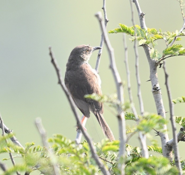 Jungle Prinia - ML644304313