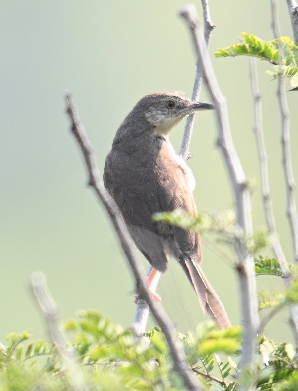 Jungle Prinia - ML644304314