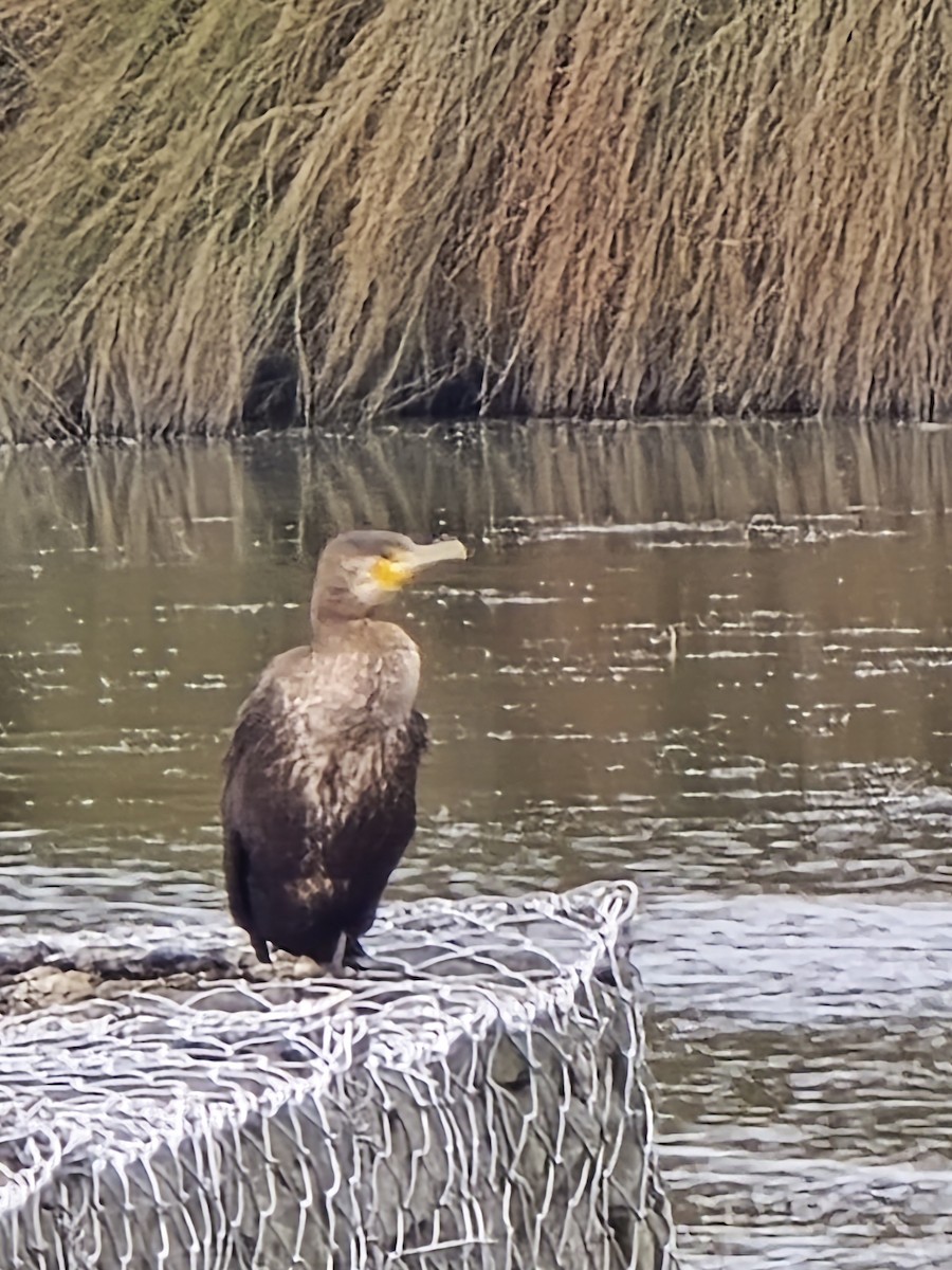 Great Cormorant - ML644304321