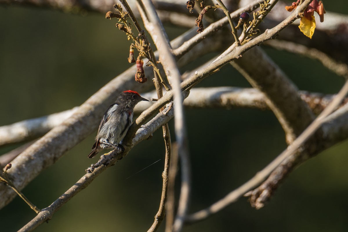 Crimson-crowned Flowerpecker - ML644304324