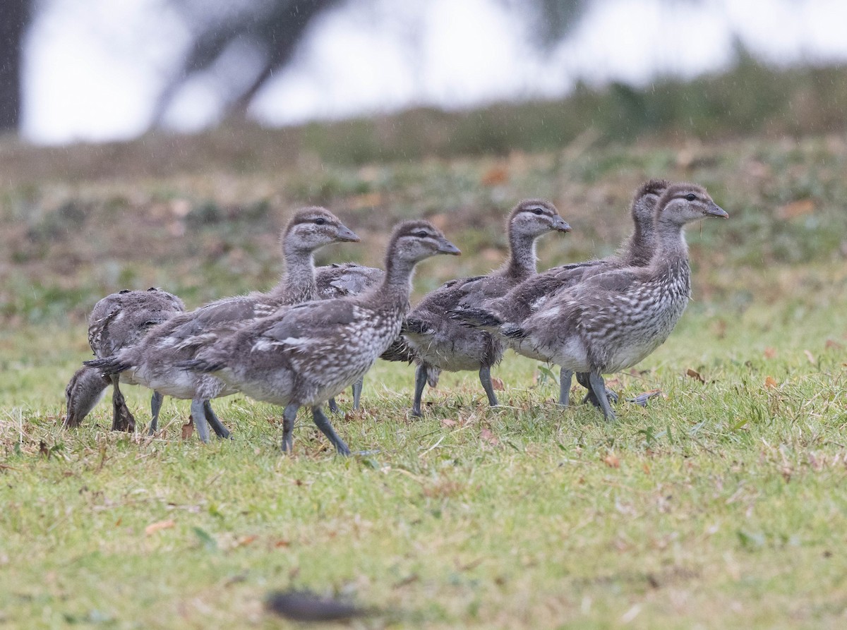 Maned Duck - ML644304325