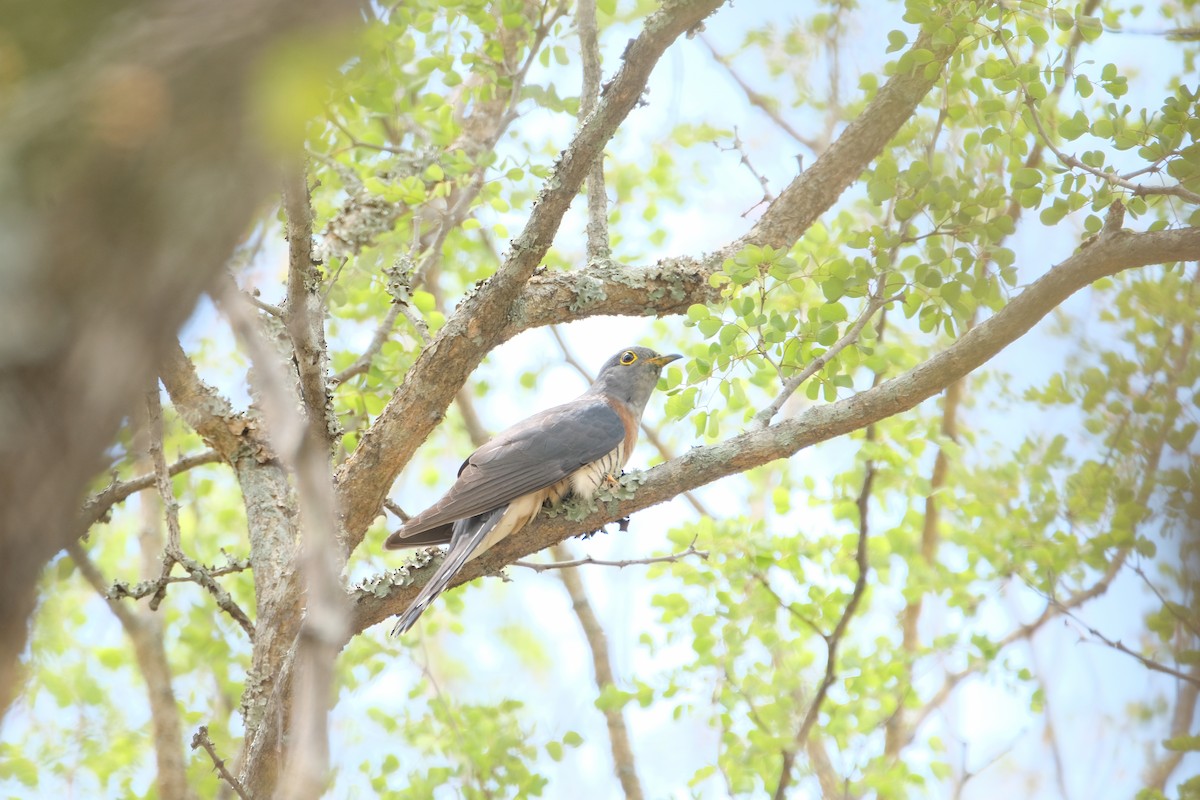 Red-chested Cuckoo - ML644304326