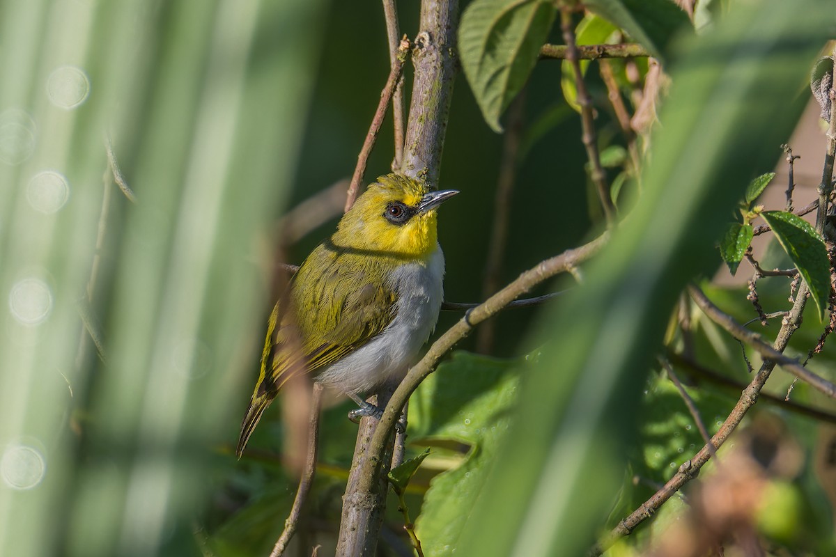 Black-ringed White-eye - ML644304327