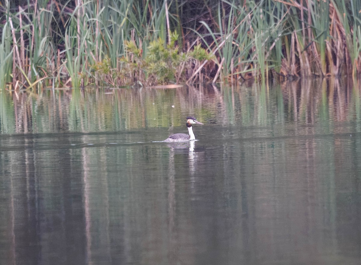 Great Crested Grebe - ML644304328