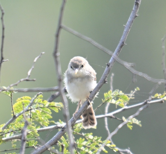 Gray-breasted Prinia - ML644304329