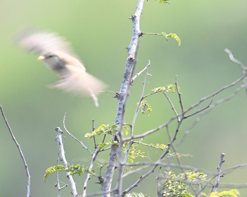 Gray-breasted Prinia - ML644304330