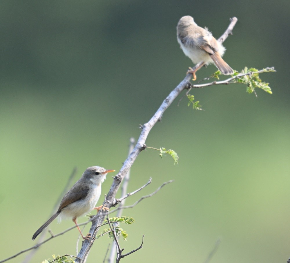 Gray-breasted Prinia - ML644304331