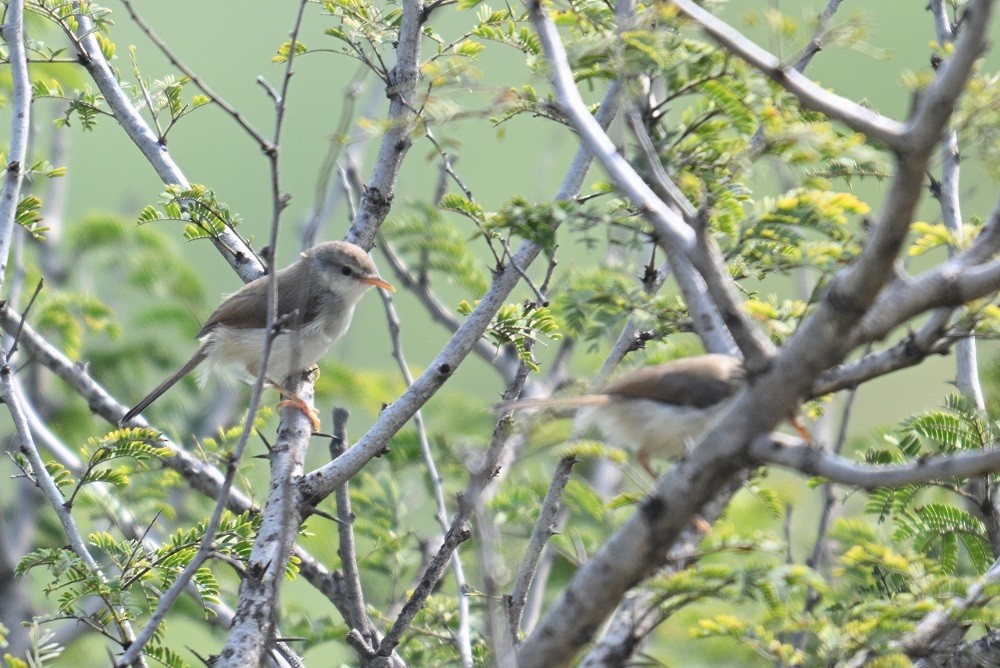 Gray-breasted Prinia - ML644304332