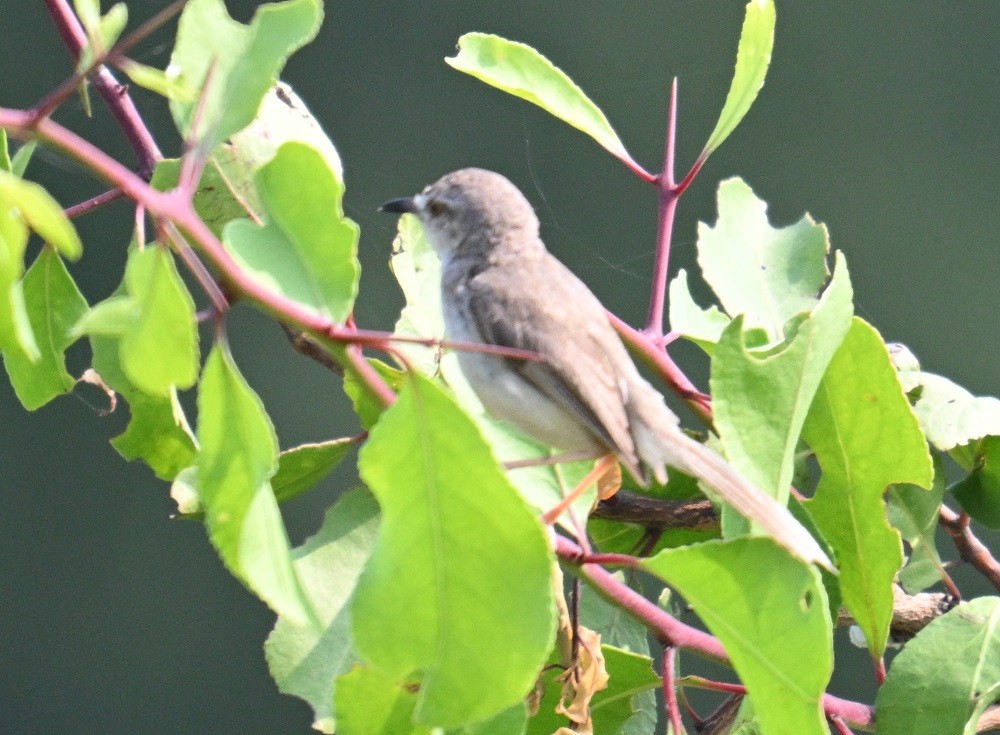 Gray-breasted Prinia - ML644304333