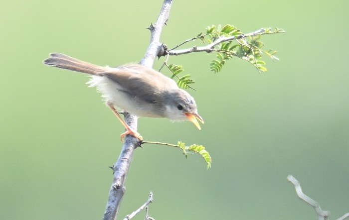 Gray-breasted Prinia - ML644304334
