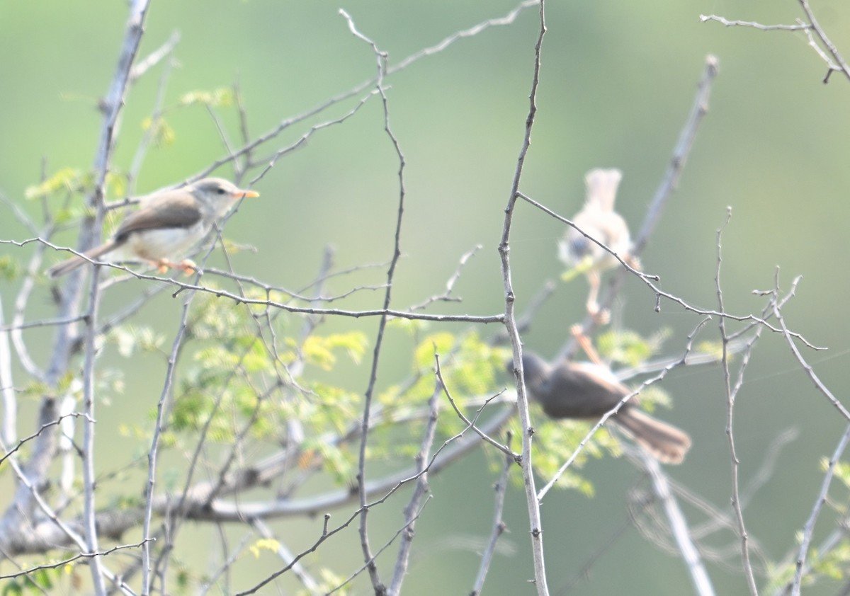 Gray-breasted Prinia - ML644304335