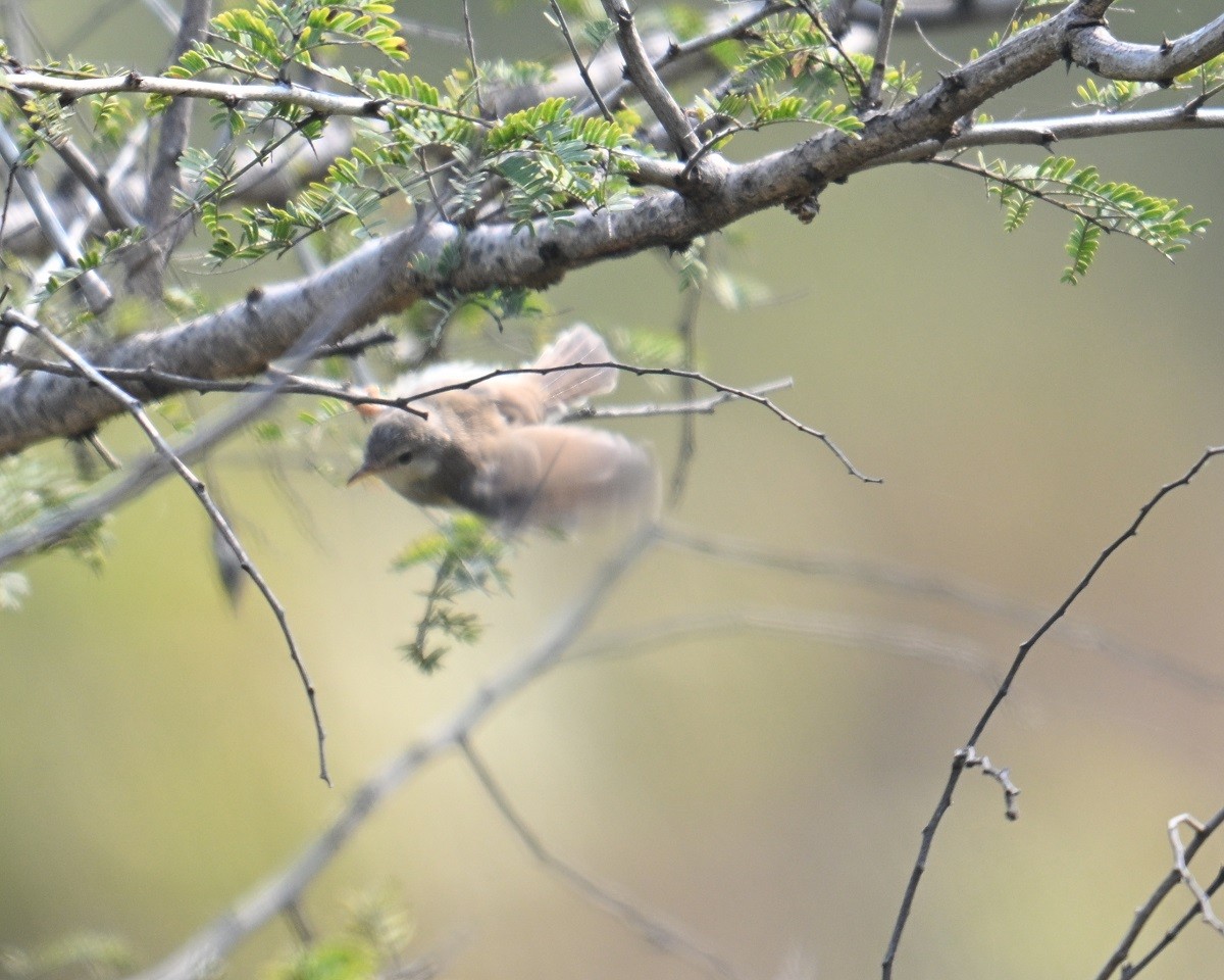 Gray-breasted Prinia - ML644304336