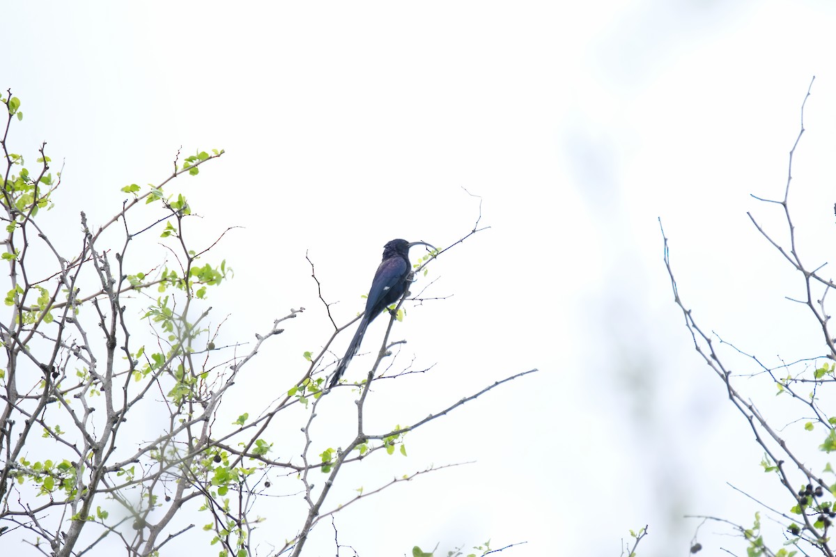 Common Scimitarbill - ML644304337