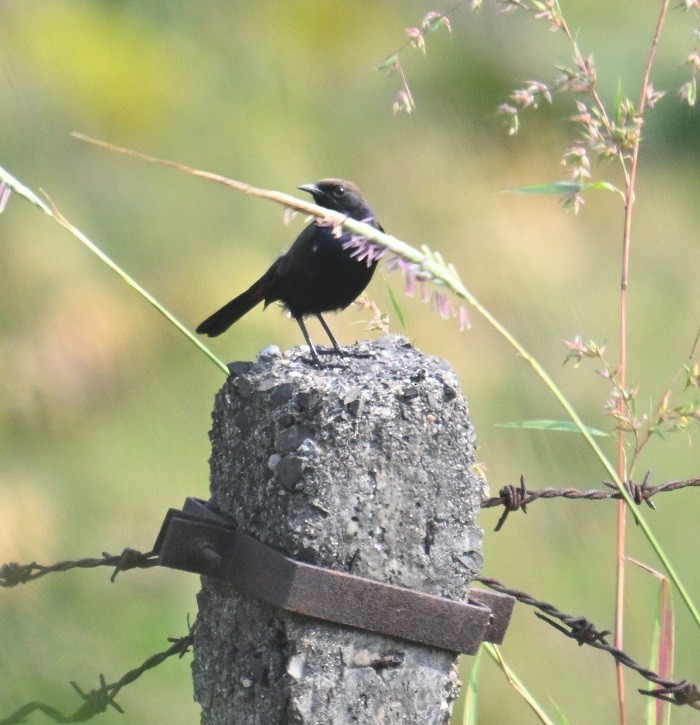 Indian Robin - ML644304338