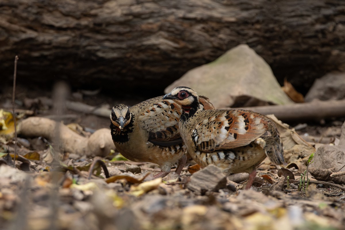 Bar-backed Partridge - ML644304339