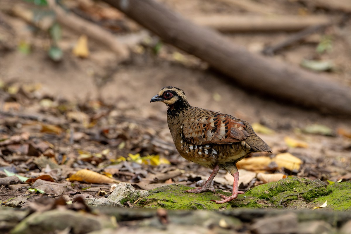 Bar-backed Partridge - ML644304340