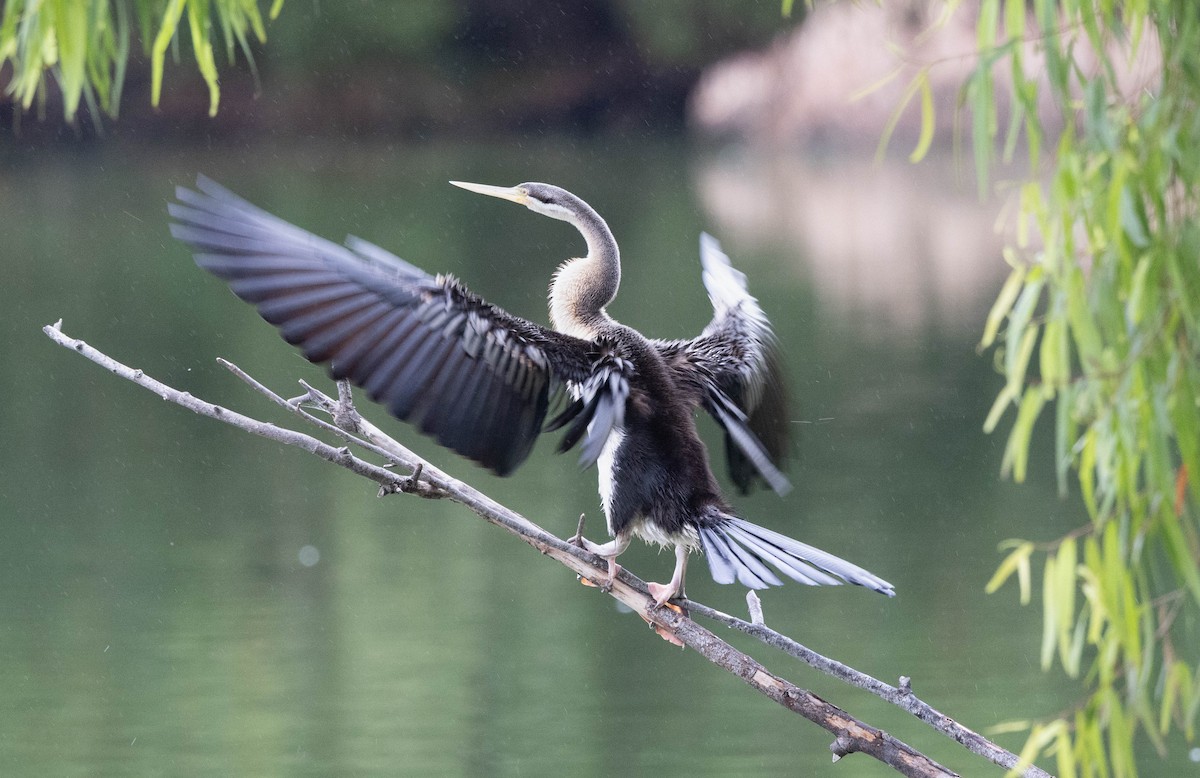 Australasian Darter - ML644304341