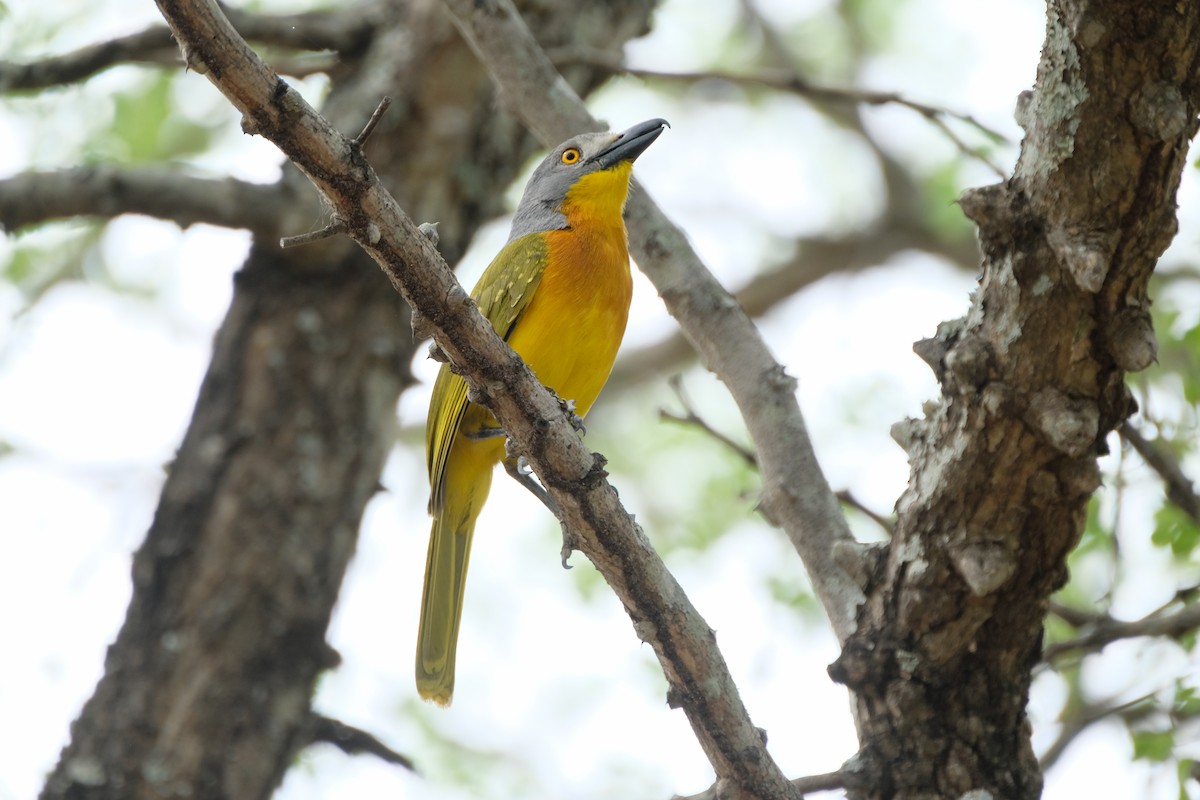 Gray-headed Bushshrike - ML644304342