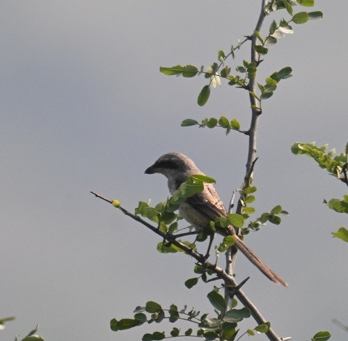 Bay-backed Shrike - ML644304343