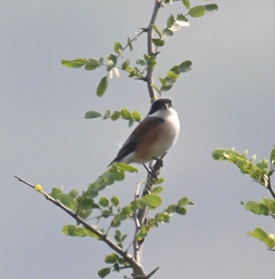 Bay-backed Shrike - ML644304344