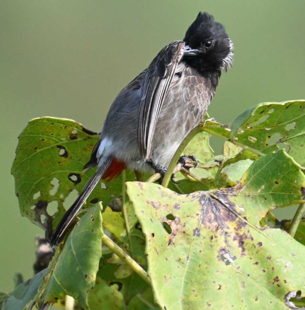 Red-vented Bulbul - ML644304345