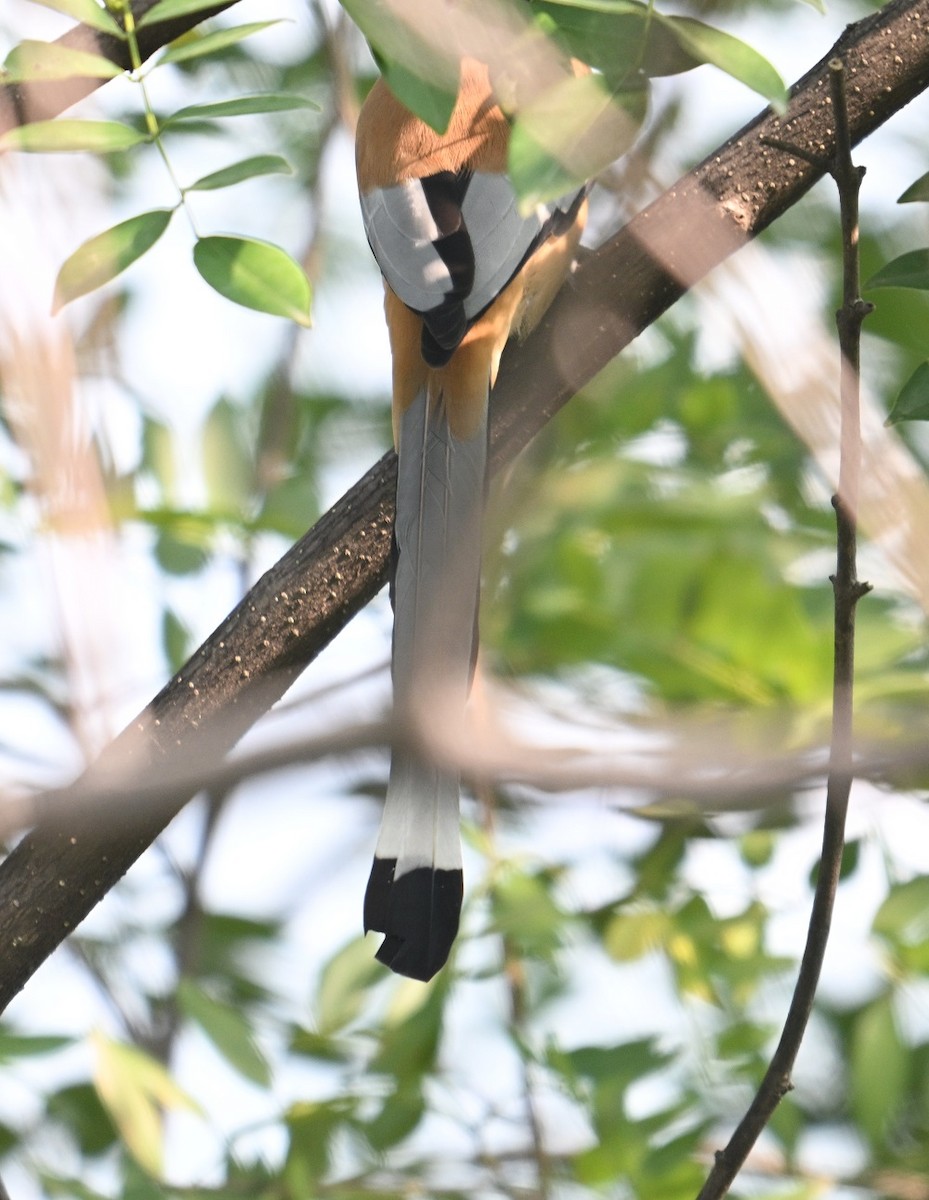 Kızıl Saksağan - ML644304346