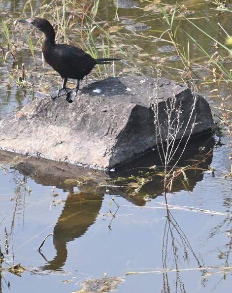 Яванский баклан - ML644304352