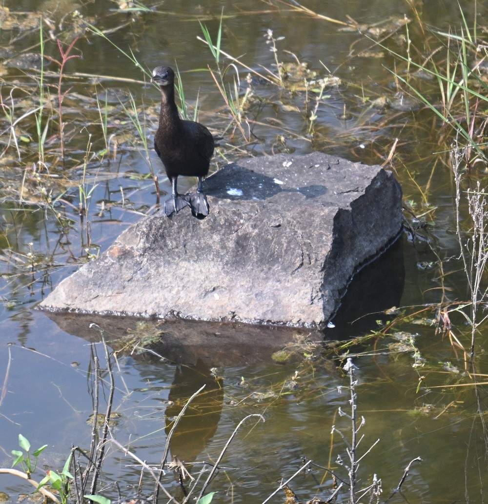 Яванский баклан - ML644304353