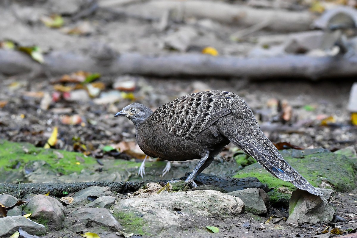 Gray Peacock-Pheasant - ML644304368