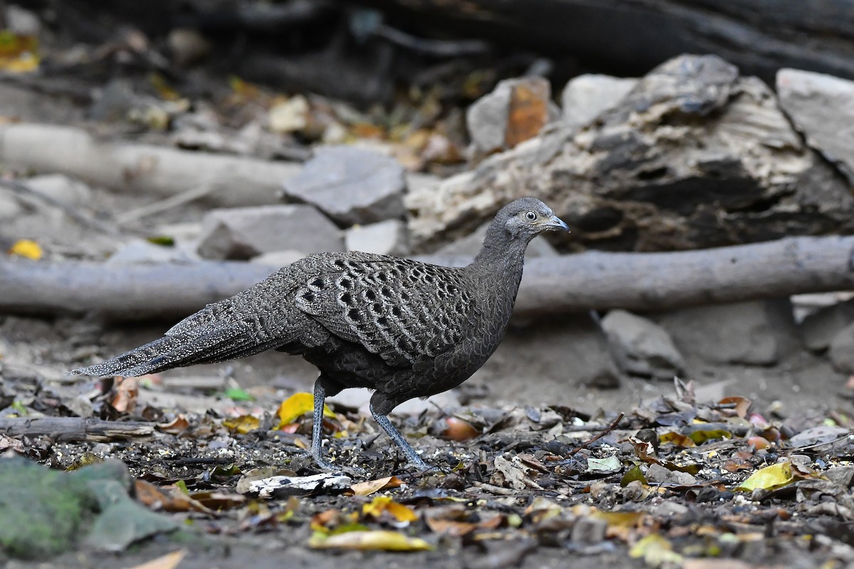 Gray Peacock-Pheasant - ML644304371
